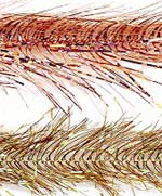 Tri Lobal Hackle - Holographic 